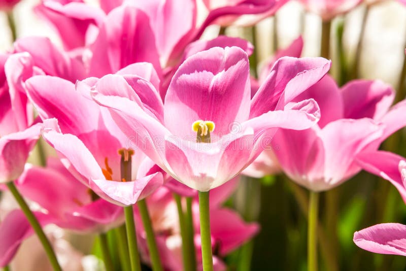 Rosa Frühlingstulpen genauer stockbild Rosa Frühlingstulpen genauer stockbild