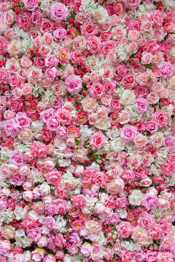 Rosa färg- och vitrosbakgrund royaltyfria foton Rosa färg- och vitrosbakgrund royaltyfria foton