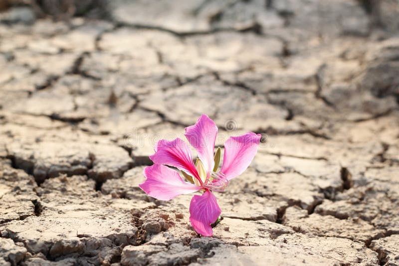 Pink flower on crack ground nature background. Pink flower on crack ground nature background