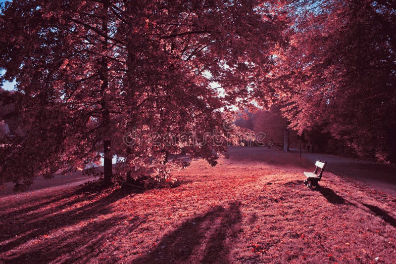 Rosa färger av hösten i Tervuren parkerar, Belgien fotografering för bildbyråer Rosa färger av hösten i Tervuren parkerar, Belgien fotografering för bildbyråer