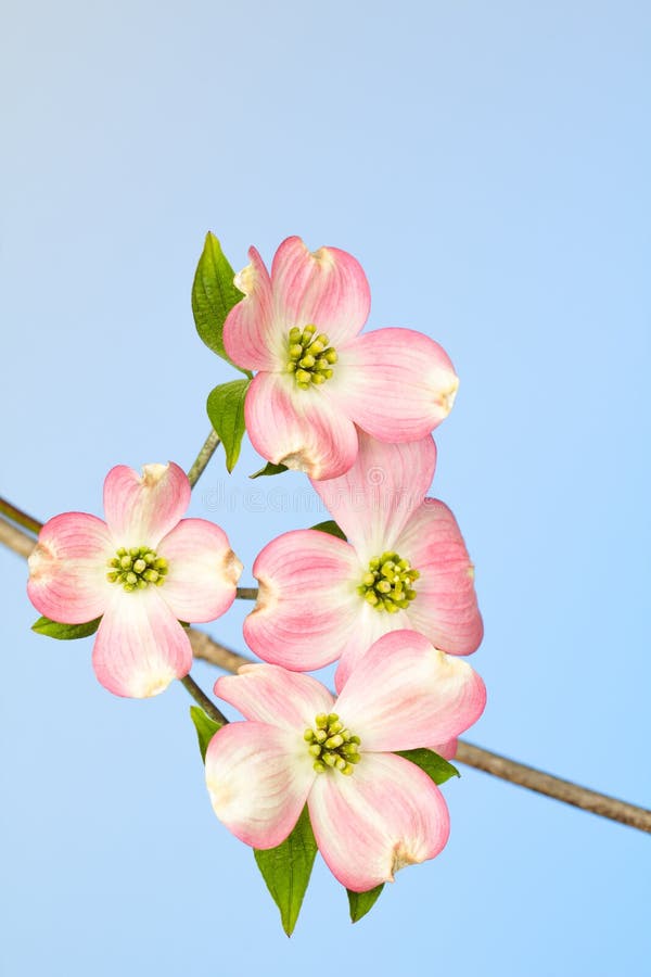 Rosa färger och krämskogskornellbracts och gräsplanblom fotografering för bildbyråer Rosa färger och krämskogskornellbracts och gräsplanblom fotografering för bildbyråer