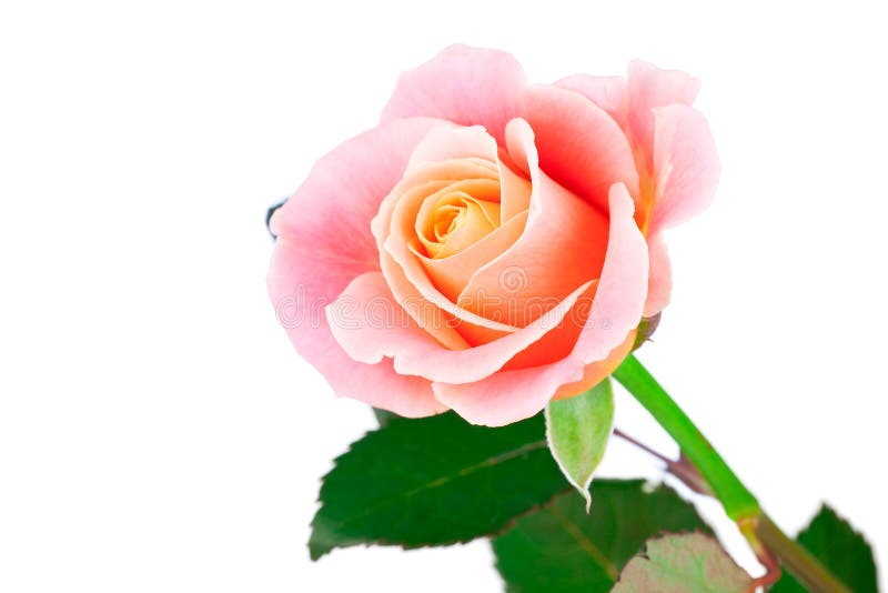 Rosa färgros arkivbild