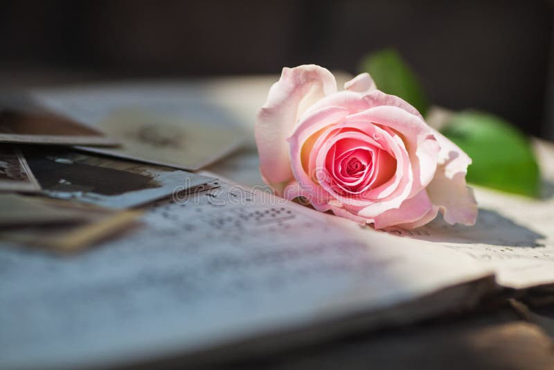 Rosa färgros på ark av musik royaltyfria foton Rosa färgros på ark av musik royaltyfria foton