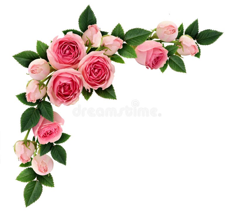 Rosa färgrosen blommar och knopphörnordningen arkivbild