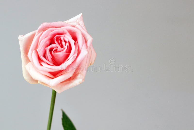 Rosa färgrosförälskelse isolerade djup bakgrund för tacksamhetbeundranglädje royaltyfri bild