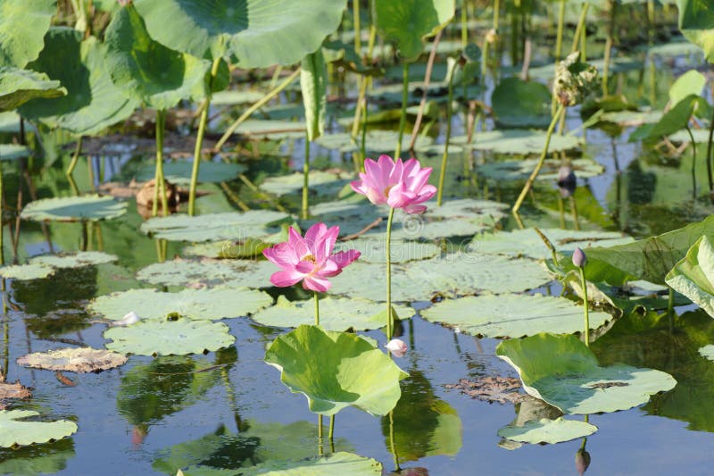 Rosa färgvatten Lillies, Yellow River, Australien royaltyfri foto Rosa färgvatten Lillies, Yellow River, Australien royaltyfri foto