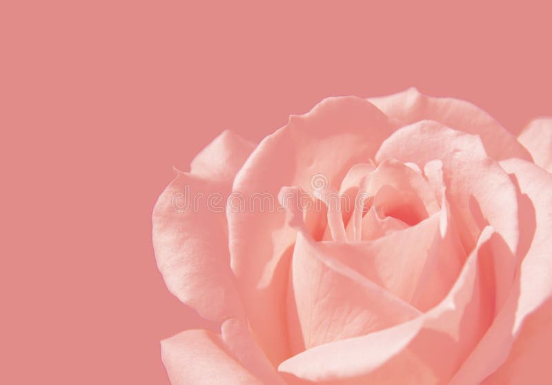 Rosa rosa förälskelsesymbol för närbild på rosa bakgrund arkivfoton Rosa rosa förälskelsesymbol för närbild på rosa bakgrund arkivfoton