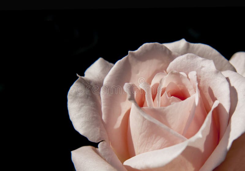 Rosa rosa förälskelsesymbol för närbild på svart bakgrund royaltyfri fotografi Rosa rosa förälskelsesymbol för närbild på svart bakgrund royaltyfri fotografi