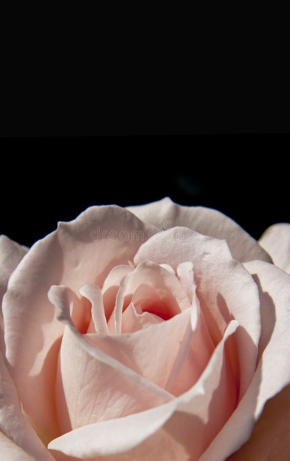 Rosa rosa förälskelsesymbol för närbild på svart bakgrund royaltyfri bild Rosa rosa förälskelsesymbol för närbild på svart bakgrund royaltyfri bild
