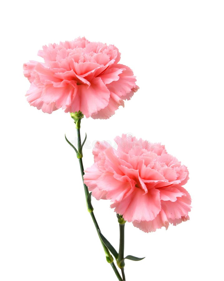 Rosa Gartennelkenblume