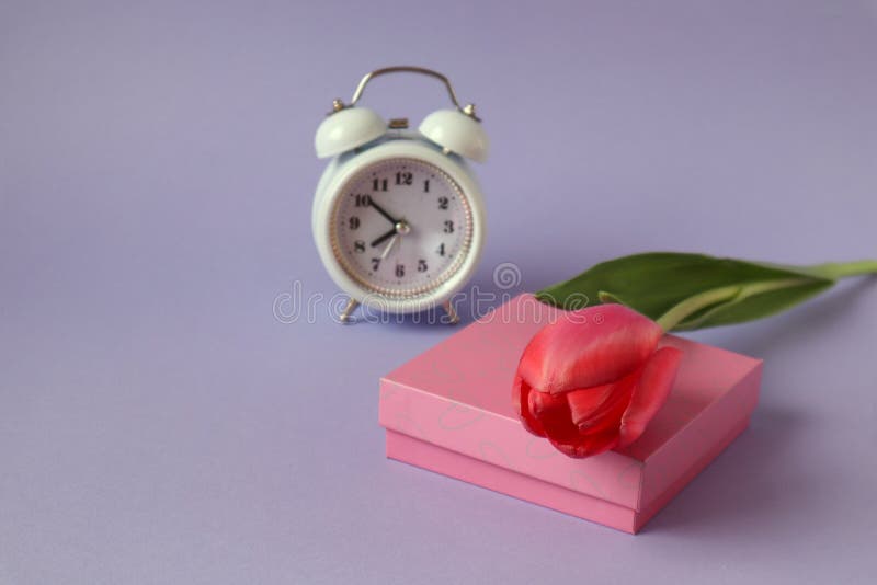 Rosa Geschenkbox mit einem Scharlachrot Tulpe auf dem Uhrhintergrundpastellhintergrund das Konzept der Ankunft der Ferien.