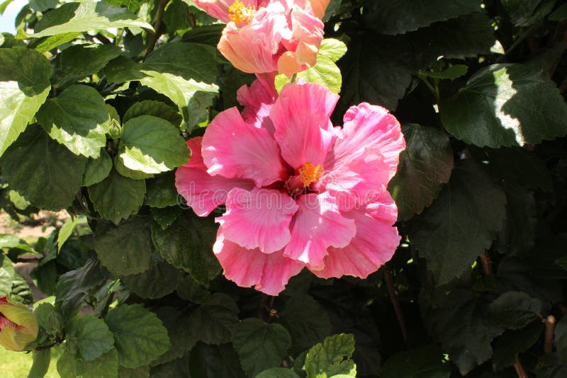 Rosa gigante de la flor imagen de archivo. Imagen de verde - 93905059