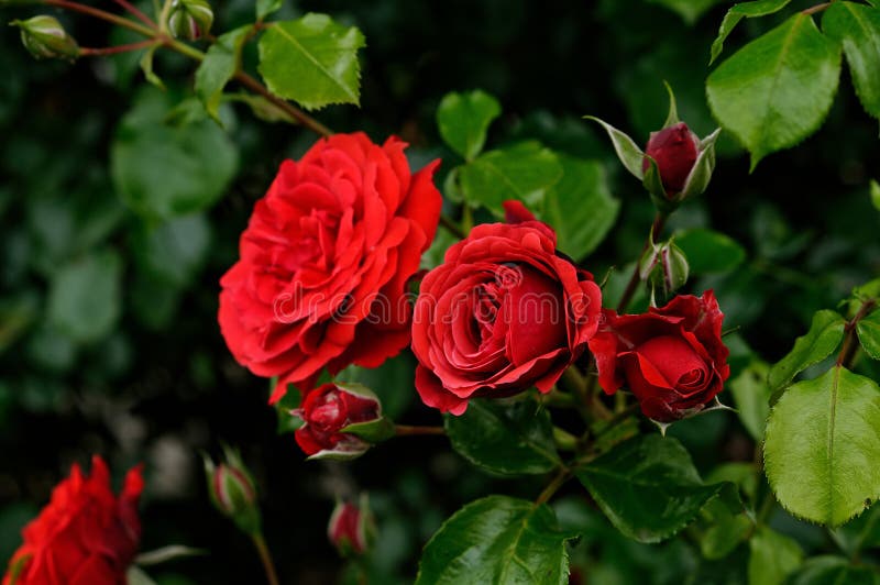 Rosa GRAND HOTEL `Mactel`, Red Flowers in Full Bloom Stock Image