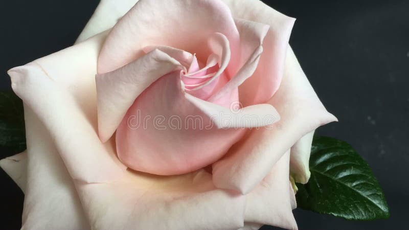 Rosa grande do rosa do lapso de tempo que blossoing para fora