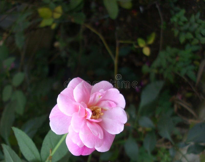 Rosa hermosa del rosa del primer imágenes de archivo libres de regalías Rosa hermosa del rosa del primer imágenes de archivo libres de regalías