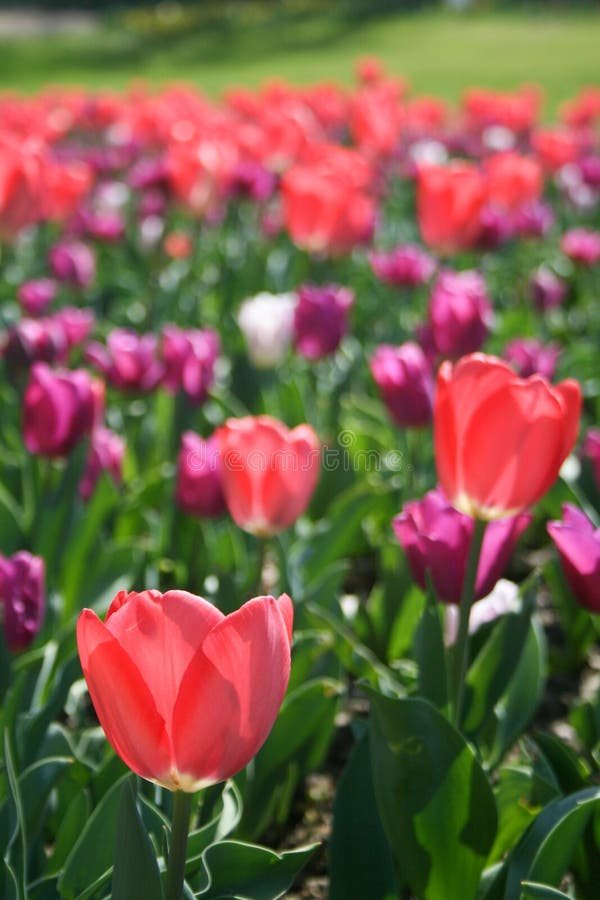 Rosa hermoso, tulipanes rojos, blancos foto de archivo Rosa hermoso, tulipanes rojos, blancos foto de archivo