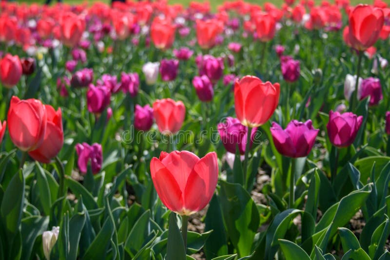 Rosa hermoso, tulipanes rojos, blancos fotografía de archivo libre de regalías Rosa hermoso, tulipanes rojos, blancos fotografía de archivo libre de regalías