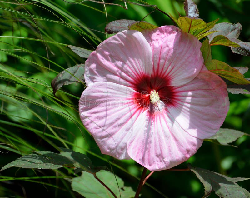 Rosa hibiskusblomma royaltyfria foton Rosa hibiskusblomma royaltyfria foton