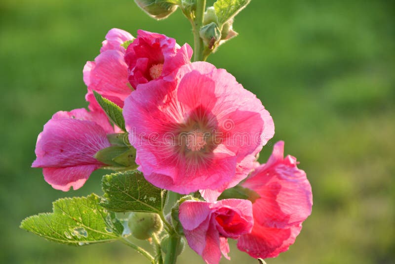 Rosa Hollyhockblomma royaltyfri bild Rosa Hollyhockblomma royaltyfri bild