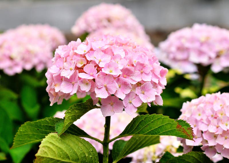 Rosa Hortensie, Kyoto Japan lizenzfreies stockfoto Rosa Hortensie, Kyoto Japan lizenzfreies stockfoto