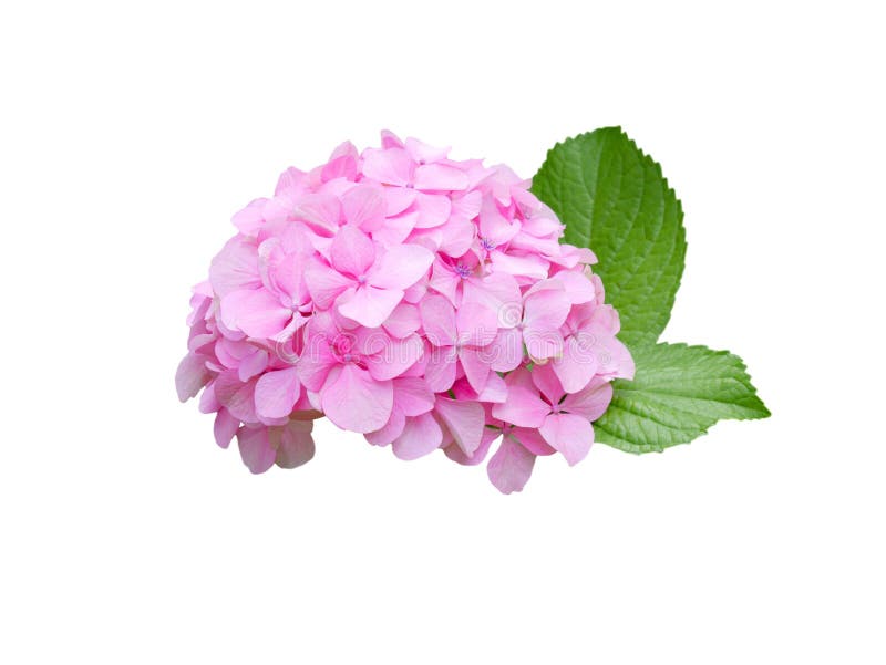 Rosa Hortensie (mit Beschneidungspfad) lizenzfreie stockfotos Rosa Hortensie (mit Beschneidungspfad) lizenzfreie stockfotos