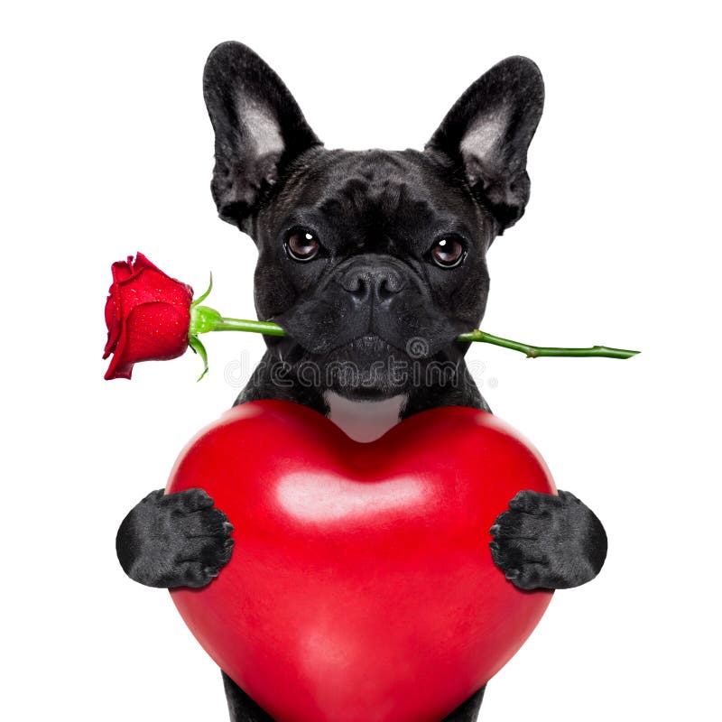 Rosa hund för valentin arkivbilder Rosa hund för valentin arkivbilder