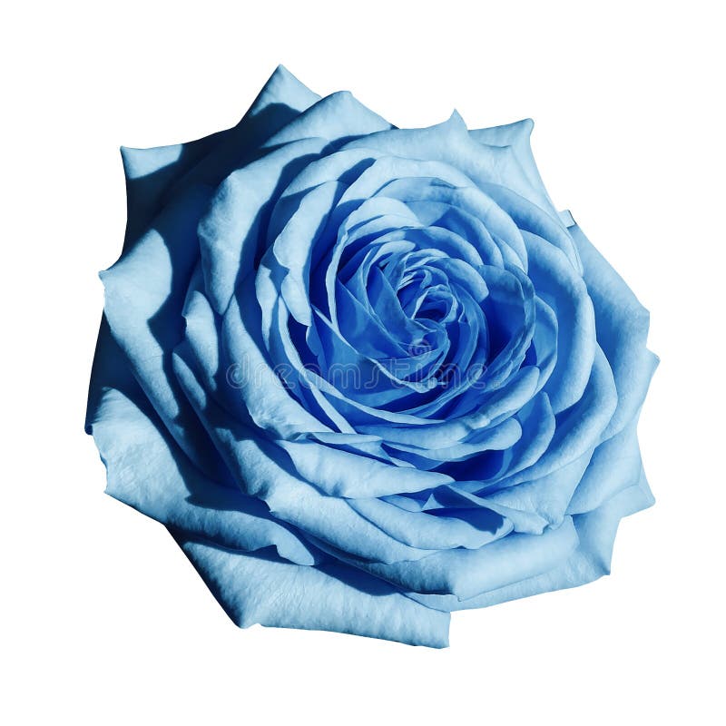 Rosa ilumina - a flor azul no fundo isolado branco com trajeto de grampeamento Close up nenhumas sombras