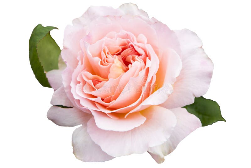 Rosa - isolada ilustração stock Rosa - isolada ilustração stock