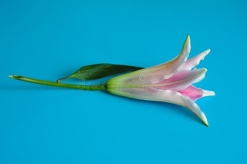 Rosa isolerad blå bakgrund för LILJA blomma fotografering för bildbyråer Rosa isolerad blå bakgrund för LILJA blomma fotografering för bildbyråer
