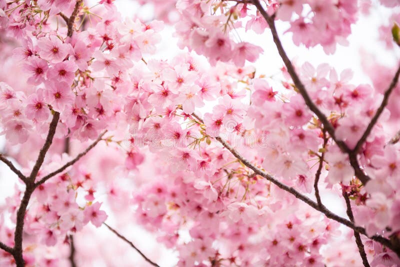 Rosa Kirschblüte stockbild