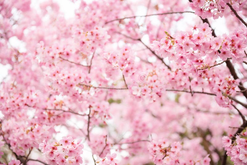 Rosa Kirschblüte lizenzfreies stockbild