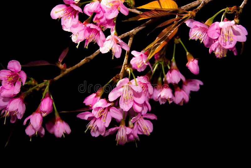 Rosa Kirschblüte blüht Szene auf einem schwarzen Hintergrund stockfoto