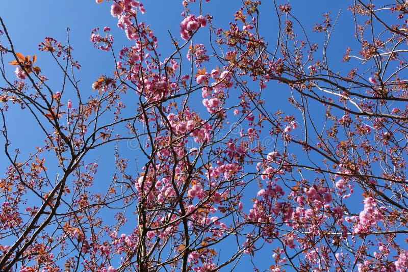 Rosa Kirschblüten im Frühling stockfotografie