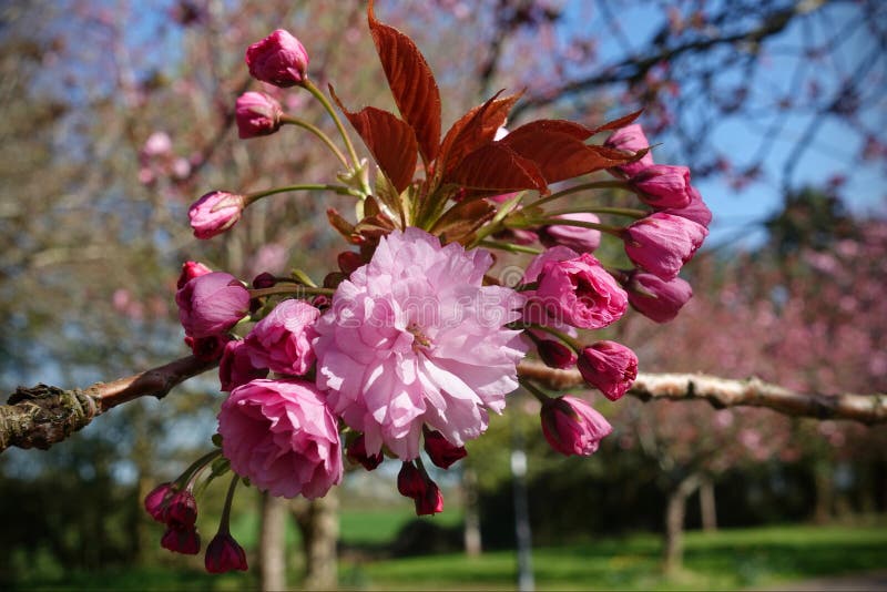 Rosa Kirschblüten im Frühling lizenzfreies stockfoto