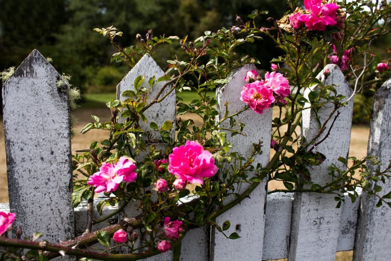 Rosa kletternde Rosen auf einem verwitterten Palisadenzaun lizenzfreie stockbilder Rosa kletternde Rosen auf einem verwitterten Palisadenzaun lizenzfreie stockbilder