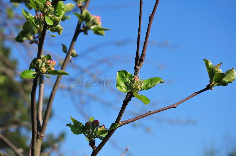 Rosa knoppar och nya gröna sidor på ett äppleträd arkivbild Rosa knoppar och nya gröna sidor på ett äppleträd arkivbild