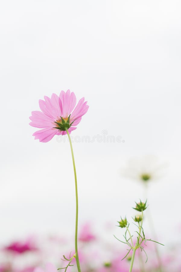 Rosa Kosmosblume auf weißem Hintergrund stockfotos Rosa Kosmosblume auf weißem Hintergrund stockfotos