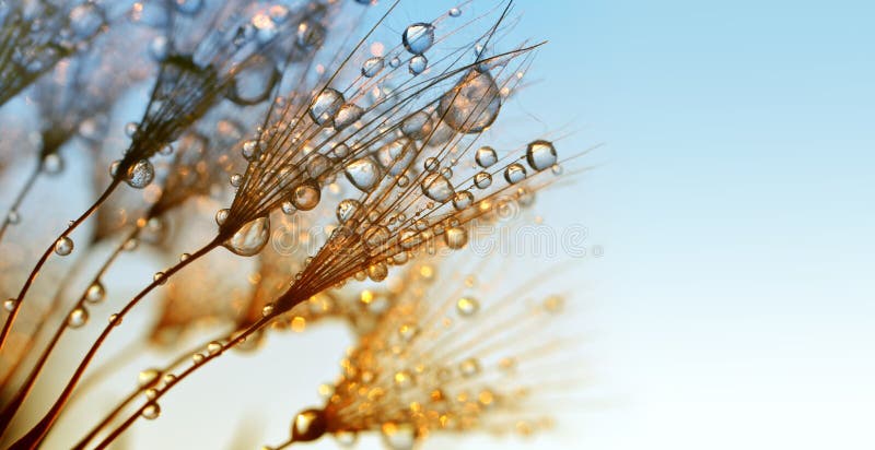 Rosa krople na dandelion ziarnach przy wschodem słońca obrazy stock