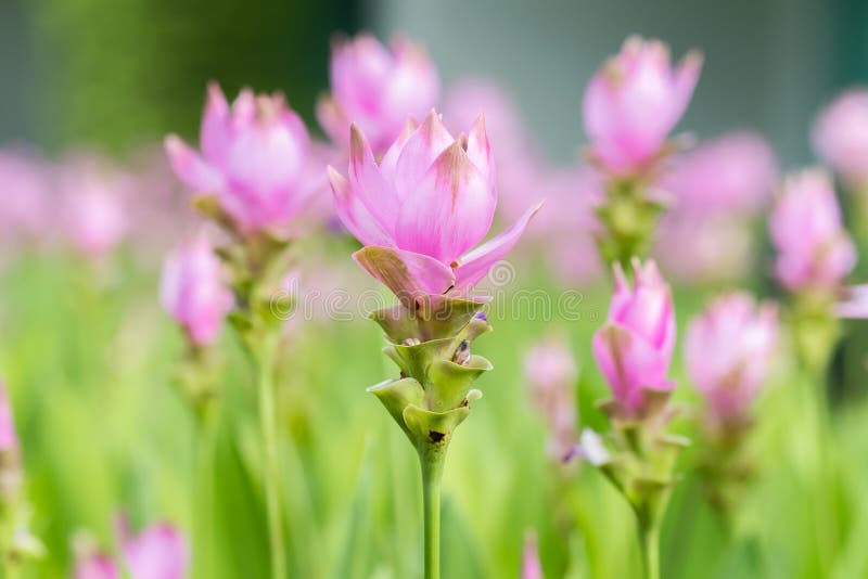 Rosa Kurkuma-alismatifolia oder Siam Tulip lizenzfreie stockfotografie Rosa Kurkuma-alismatifolia oder Siam Tulip lizenzfreie stockfotografie