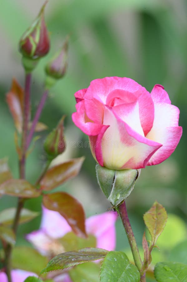 Rosa La Muy Colorida Flor De Verano Muy Agradable Cerrar Foto de archivo -  Imagen de blanco, dulce: 221779788