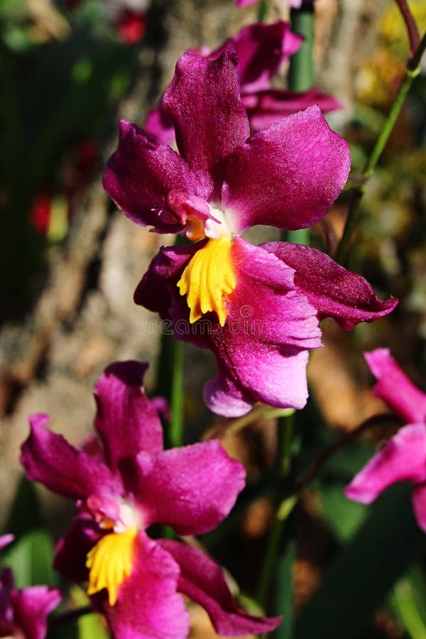 Rosa a las flores púrpuras de la orquídea con la parte centrral amarilla, propably género de Vanda foto de archivo Rosa a las flores púrpuras de la orquídea con la parte centrral amarilla, propably género de Vanda foto de archivo