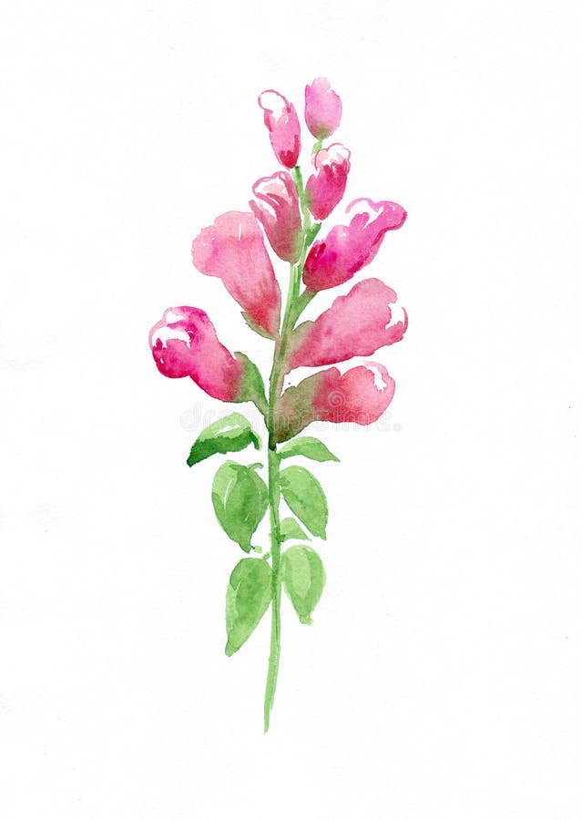 Pink Antirrhinum Flower.Watercolor illustration. Postcard.Hand-drawn illustration. Pink Antirrhinum Flower.Watercolor illustration. Postcard.Hand-drawn illustration.