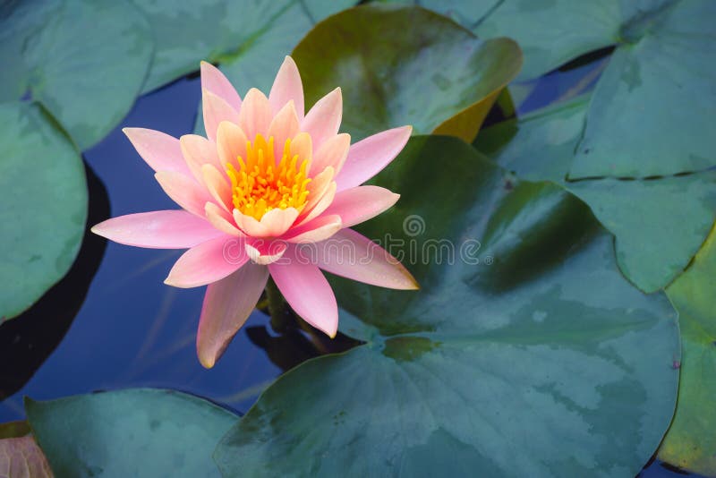 Rosa Lotosblume und Lotus-Blumenanlagen lizenzfreies stockbild Rosa Lotosblume und Lotus-Blumenanlagen lizenzfreies stockbild