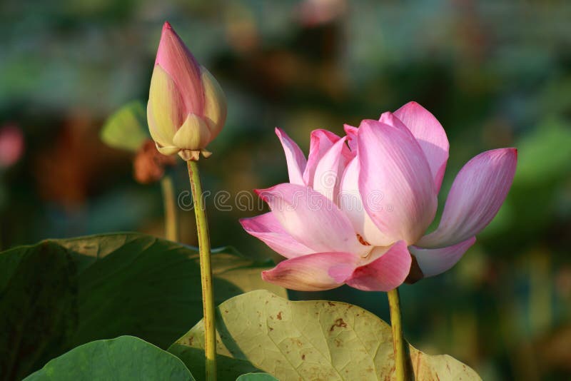 Rosa Lotus Flower und Knospe im Sonnenschein stockfoto Rosa Lotus Flower und Knospe im Sonnenschein stockfoto