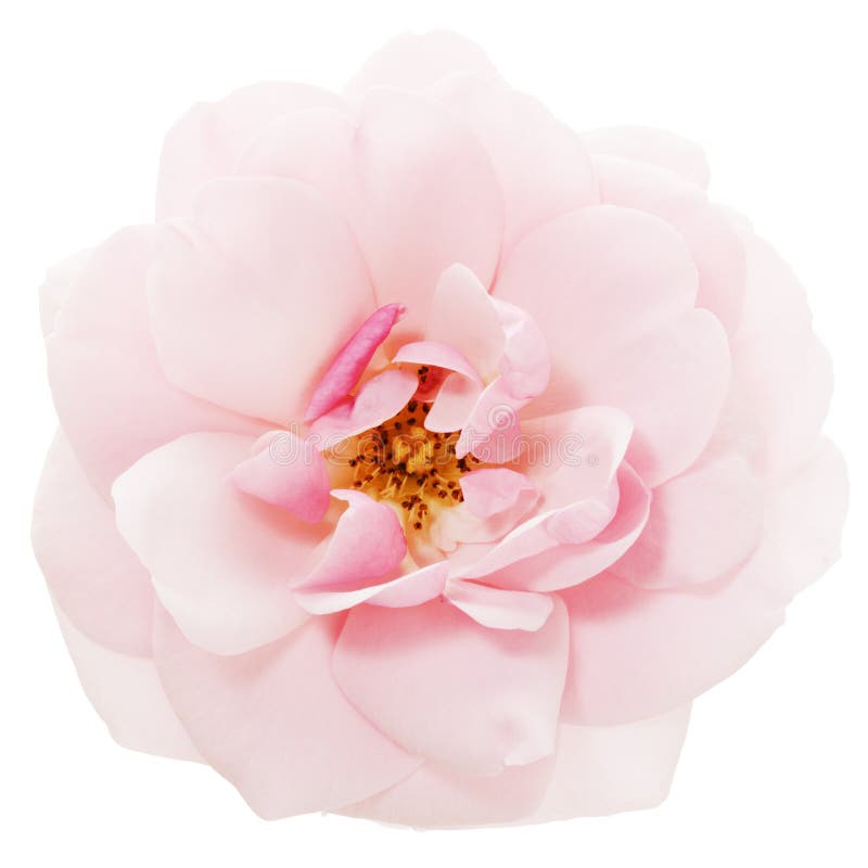 Rosa luminosa di rosa isolata con il percorso di ritaglio immagine stock Rosa luminosa di rosa isolata con il percorso di ritaglio immagine stock