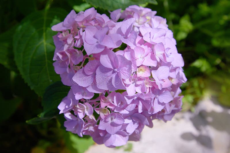 Rosa, macrophylla blu, lilla, viola, porpora dell'ortensia del fiore dell'ortensia che fioriscono in primavera ed estate in una f immagine stock Rosa, macrophylla blu, lilla, viola, porpora dell'ortensia del fiore dell'ortensia che fioriscono in primavera ed estate in una f immagine stock