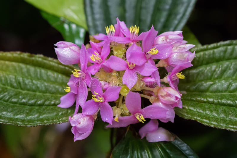 Rosa magentafärgade blommor för Closeup med gult pollen av Phyllagathis royaltyfri fotografi