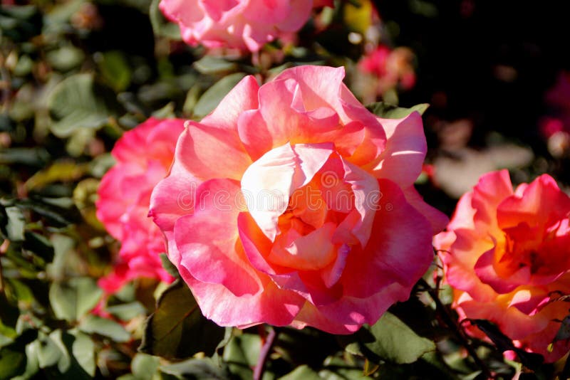 Rosa `Mardi Gras` stock photo. Image of cultivar, pink - 103574432