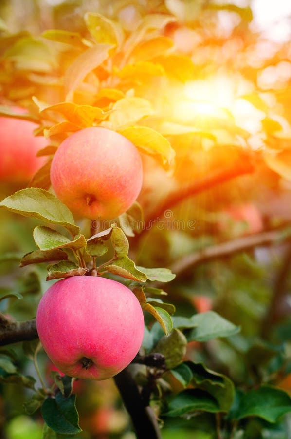 Rosa mogna äpplen i trädgården med den ljusa solen Ljusa röda äpplen med solljus royaltyfria bilder Rosa mogna äpplen i trädgården med den ljusa solen Ljusa röda äpplen med solljus royaltyfria bilder