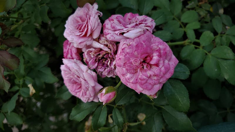 The flowers are produced in large corymbs, each flower small, 1.5–4 cm diameter, white or pink, borne in early summer. The flowers are produced in large corymbs, each flower small, 1.5–4 cm diameter, white or pink, borne in early summer.